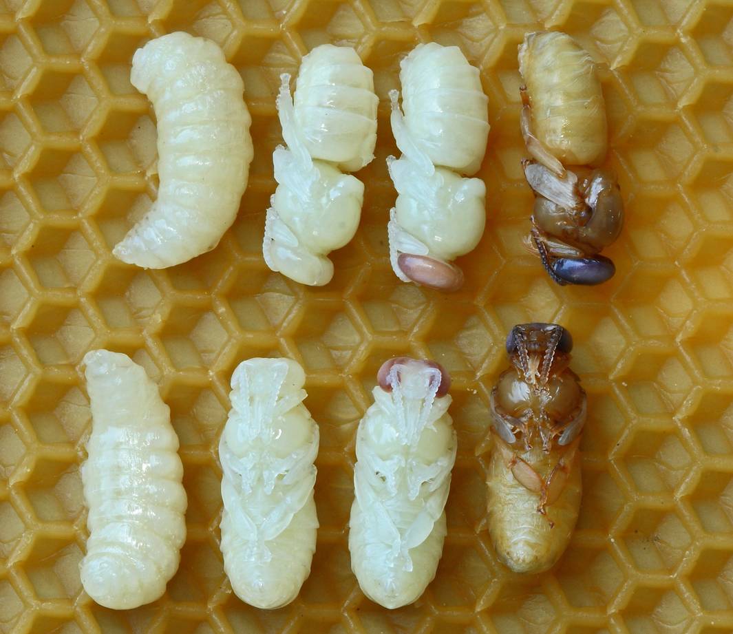 在蜜蜂化蛹的这段时间里,重连的神经系统形成了负责的社会习性,以及跳