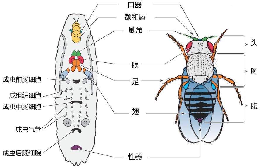 真问真答:为何昆虫的成虫和幼虫完全不像|大象公会