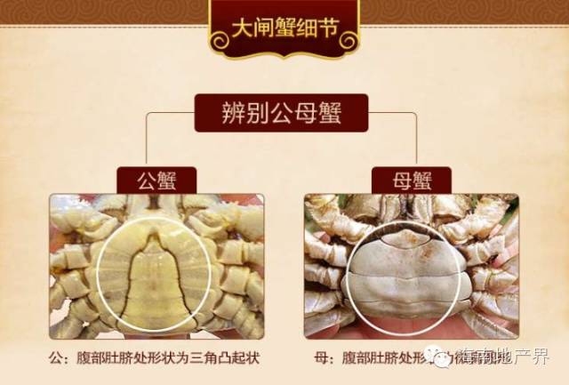 鉴别小窍门 :怎么辨别大闸蟹公母?
