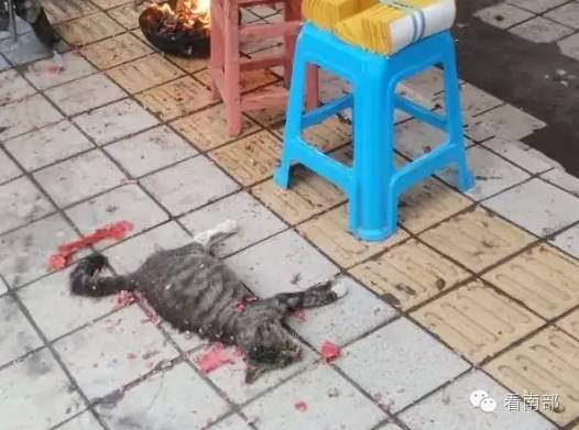 当街给死猫放炮烧纸钱续:怀孕猫咪临产被虐待致死,眼含泪水死不瞑目-怀孕期