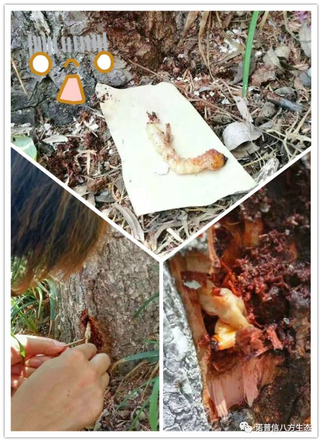 透翠杀牛套餐-蛀干害虫终结者--诺普信透翠套餐防治天牛等蛀干害虫技术分享