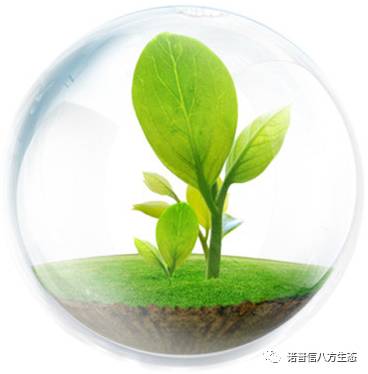 透翠杀牛套餐-蛀干害虫终结者--诺普信透翠套餐防治天牛等蛀干害虫技术分享