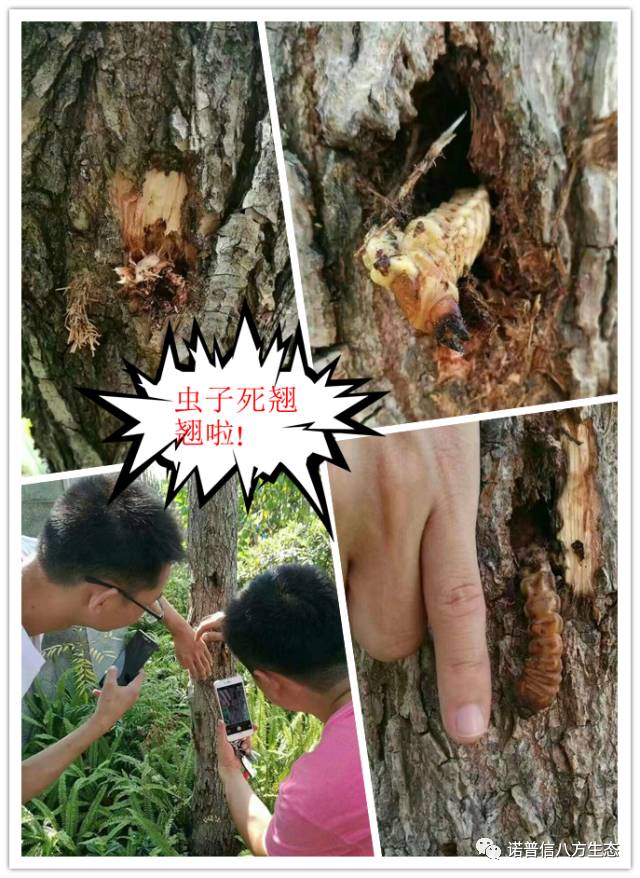 透翠杀牛套餐-蛀干害虫终结者--诺普信透翠套餐防治天牛等蛀干害虫技术分享