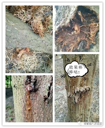 透翠杀牛套餐-蛀干害虫终结者--诺普信透翠套餐防治天牛等蛀干害虫技术分享