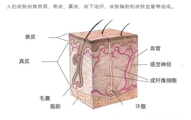 人的皮肤由角质层、表皮、真皮、皮下组织、皮肤脂肪和皮肤血管等组成。