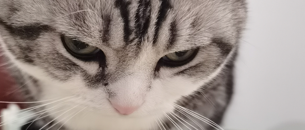 [情報] 詭秘之主情報更新 律師9-7