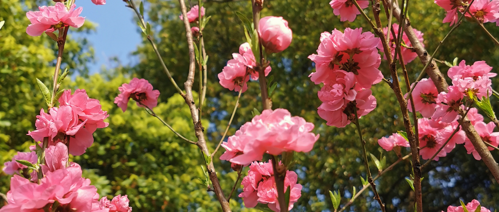 [情報] 詭秘之主設定新增 偷盜者7-9