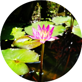 今夜风清月正明