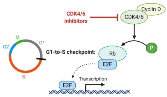 CDK4/6抑制剂是乳腺癌领域的下一个黄金赛道吗?