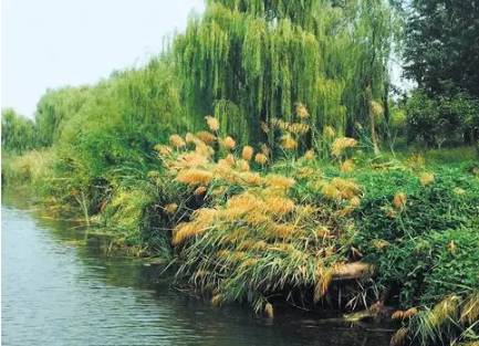 济南东部要打造白泉湿地公园!规划绿地3000亩