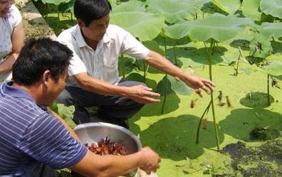 致富经养殖小龙虾_致富龙虾养殖小视频大全_致富经小龙虾养殖