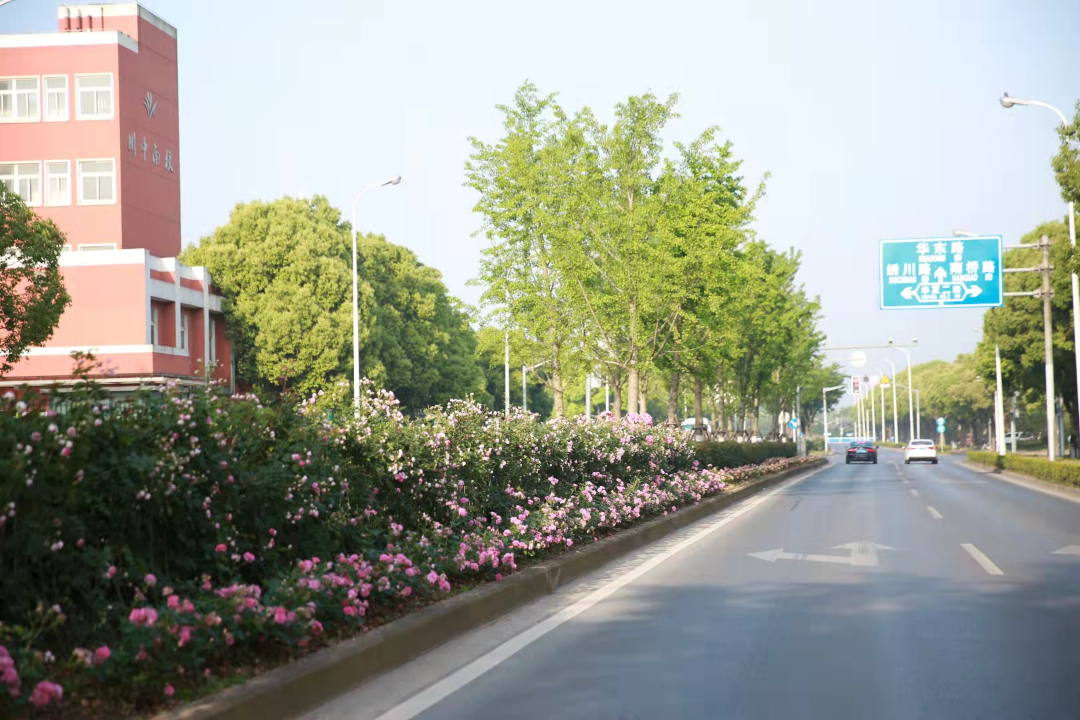 2021年上海市绿化特色道路名单出炉有你家附近的吗