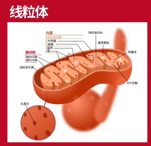 什么是线粒体素NADH？