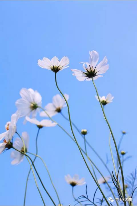 《格桑花》