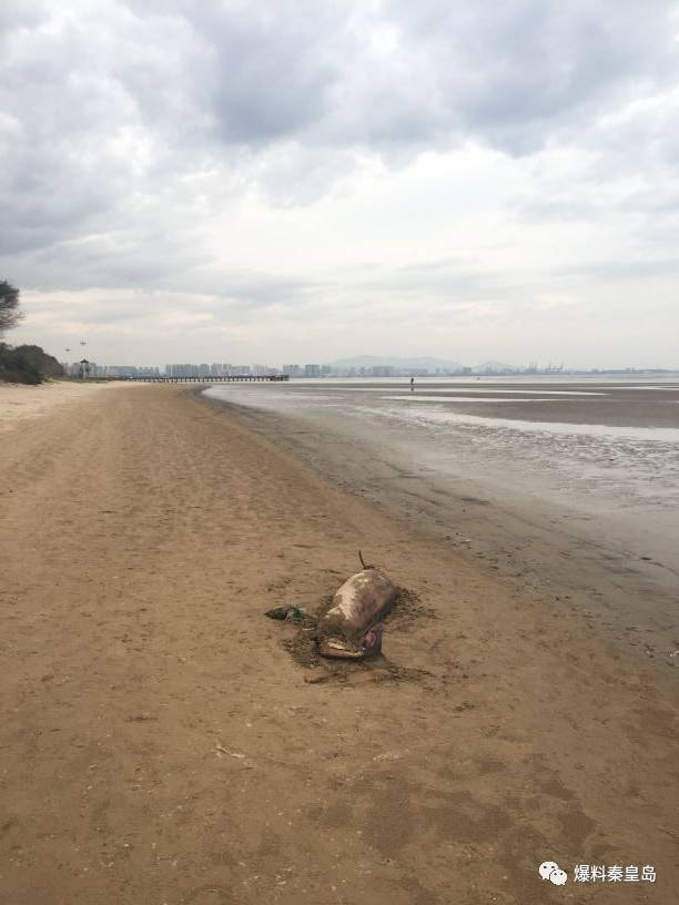 浅水湾沙滩出现一头死去的海江豚