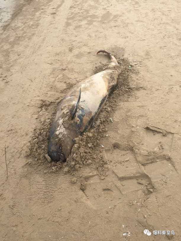 浅水湾沙滩出现一头死去的海江豚