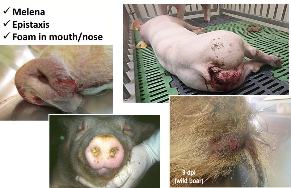 非洲猪瘟各类型非洲猪瘟临床特征高清图谱内附大量高清多图