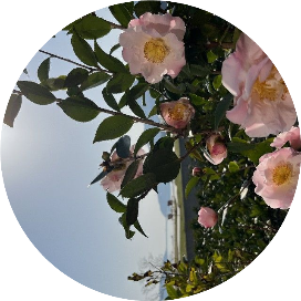 苍狸狸