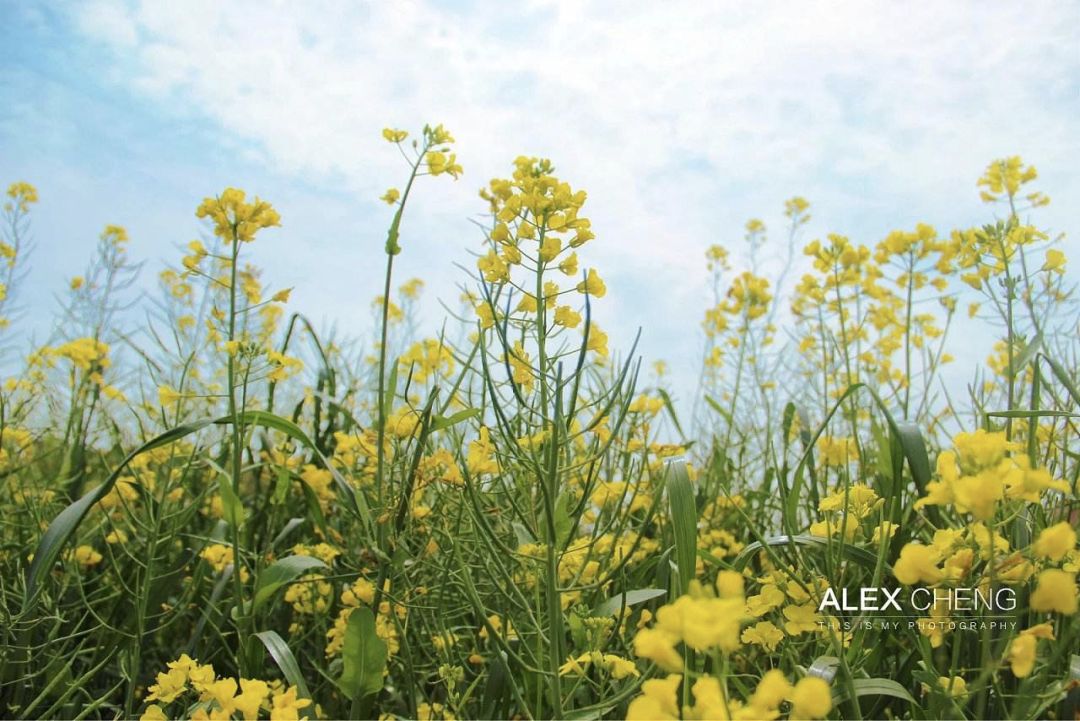 魔都一南一北两大油菜花节暗暗pk,哪里的菜花最美?