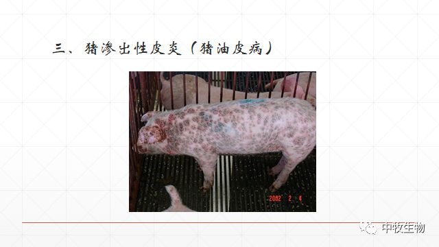 猪常见皮肤病防治方法