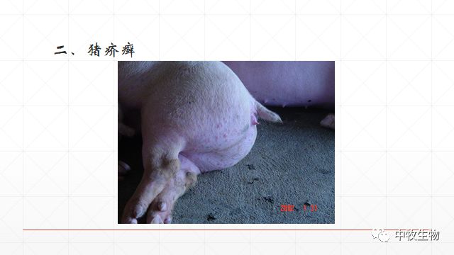 猪常见皮肤病防治方法