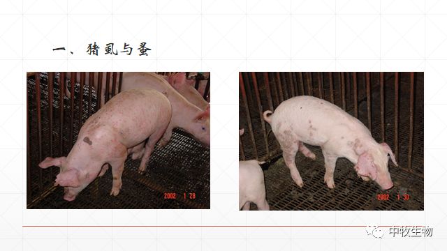 猪常见皮肤病防治方法