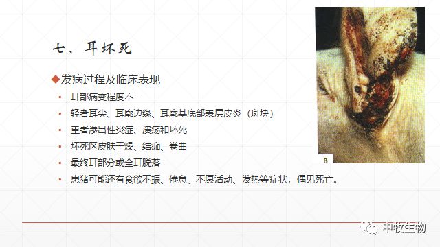 猪常见皮肤病防治方法