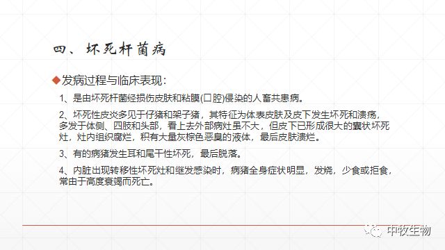 猪常见皮肤病防治方法