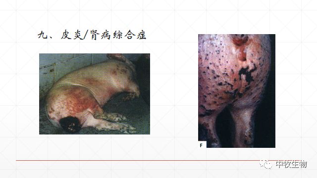 猪常见皮肤病防治方法