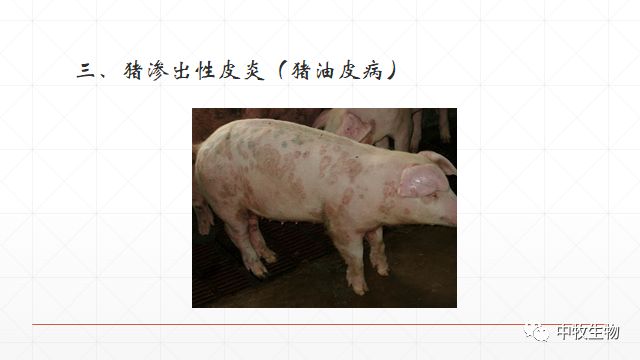 猪常见皮肤病防治方法