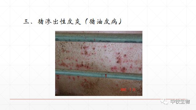 猪常见皮肤病防治方法