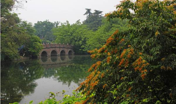 桂湖公园   