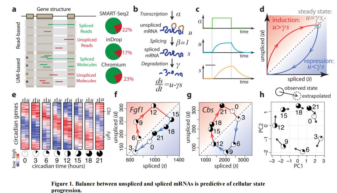 RNA velocity of single cells. Nature, 560(7719):494–498, August 2018