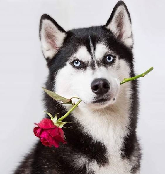 表情多高冷!anuko拿着玫瑰花一定可以收获小区内所有母狗狗的芳心!