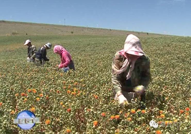 奇台县百万亩特色农作物带动农民增收致富