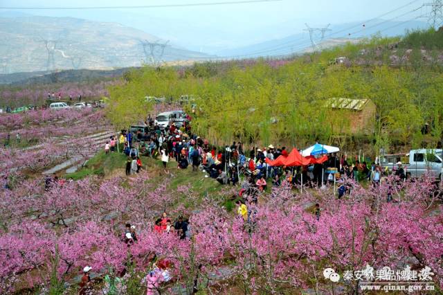 【秦安桃花会】2017年甘肃秦安桃花会各大主景桃园花期及活动预报