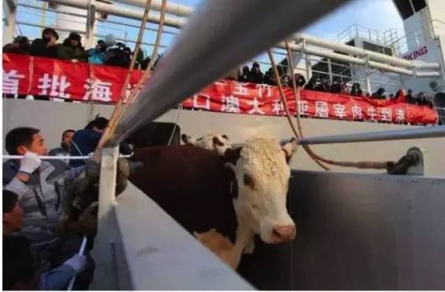 澳洲活牛出口中国受到哪些限制？从Wellard股价看发展前景