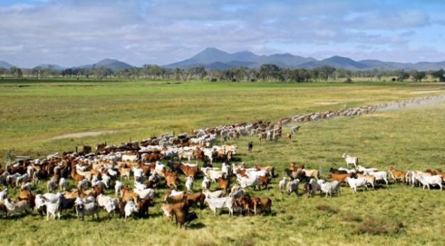 中国餐桌偏爱澳洲牛肉，掀起中资收购畜牧业资产热潮！