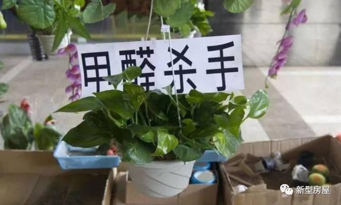 误区5:植物除甲醛