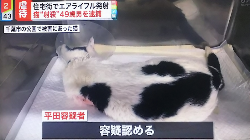 日本男3年虐杀近100只猫，被捕后毫无悔意：控制不住虐猫的愉悦!