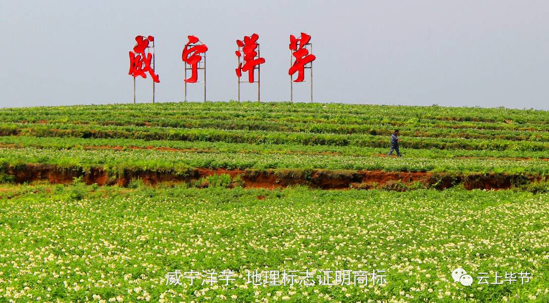 商标的注册成功"威宁洋芋"地理标志证明商标经国家工商总局核准注册