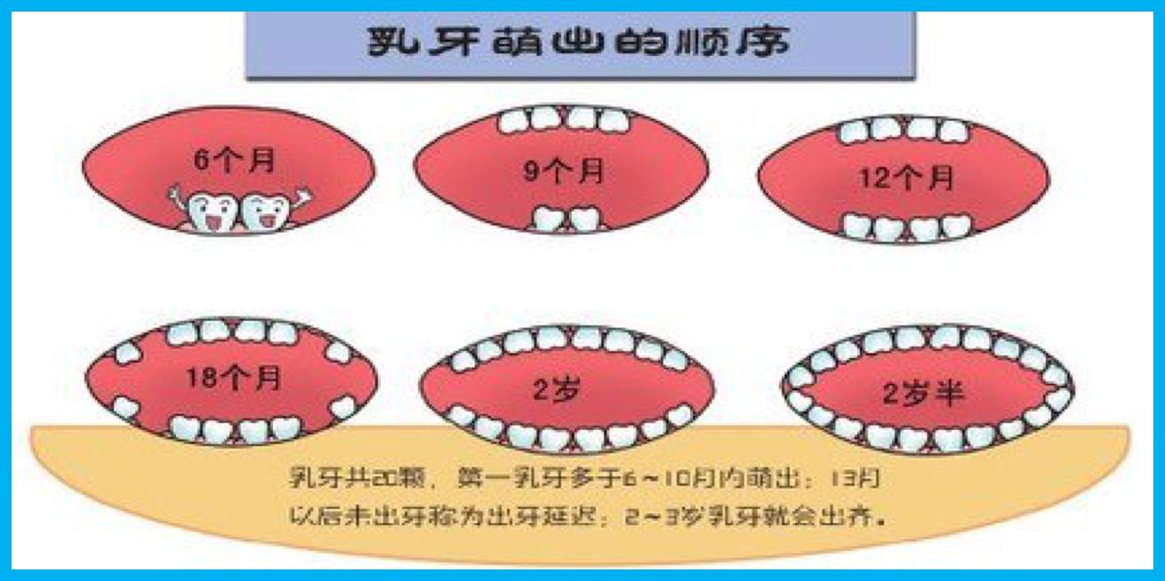 【复习资料】自我管理课程:儿童牙齿护理
