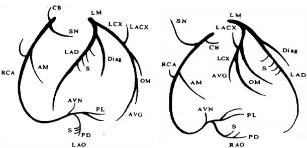 正常冠状动脉的x线投影(lao左前斜位,rao右前斜位)