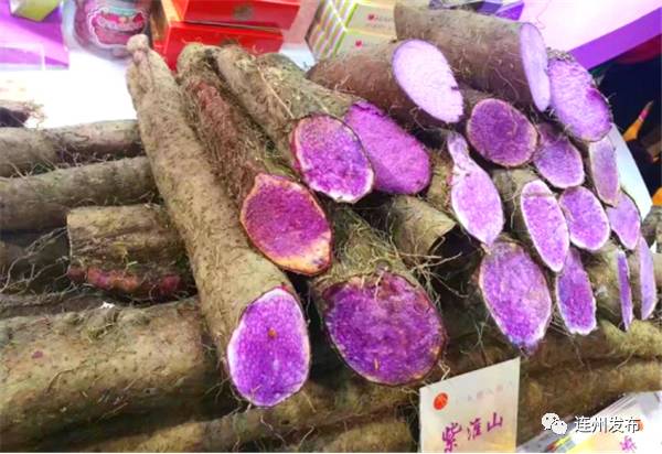 连州西岸有一种 紫人参 自由微信 Freewechat