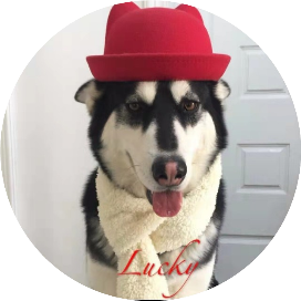 二哈lucky巴比