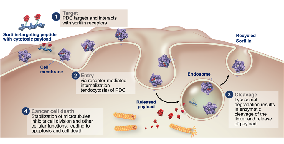 A diagram of a cell membrane

Description automatically generated