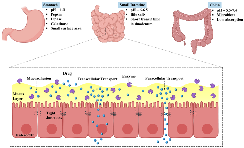 从前药到纳米颗粒、3D打印：突破口服给药递送生理障碍，助力超长效给药 脉脉