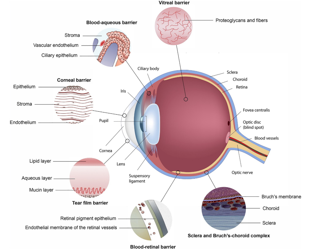 眼部问题素材-眼部问题图片-眼部问题素材图片下载-觅知网