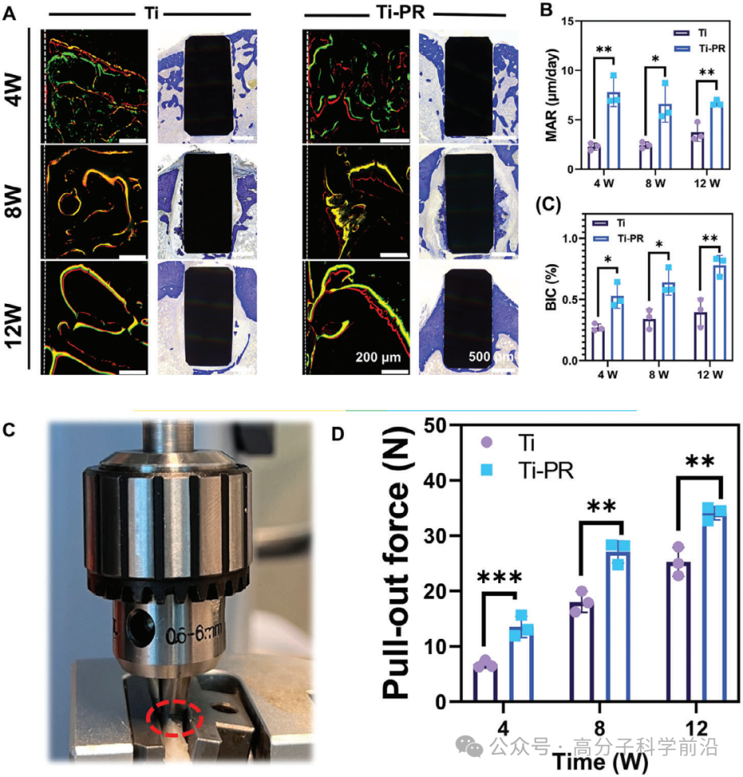图9.Ti-PR 增强了种植体-骨结合