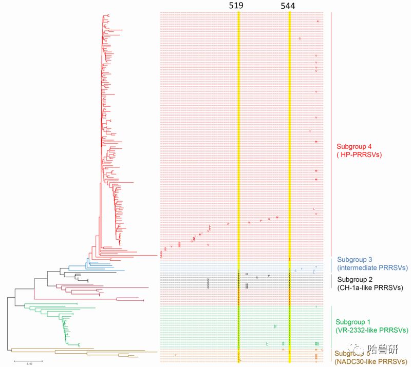 发现猪蓝耳病病毒复制及毒力相关的氨基酸位点